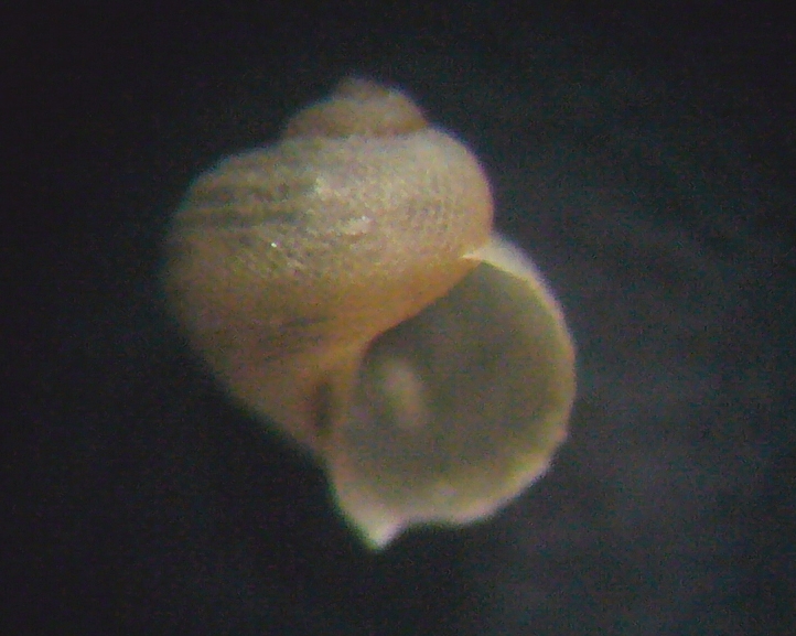 Piccolo gasteropode